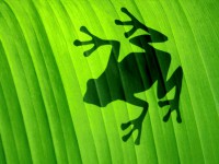 /album/wallpappers/vista-wallpapers-41-jpg/