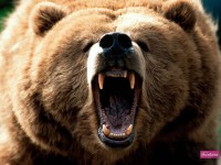 /album/wallpappers/urso-bravo-f1e7257aeb-jpg/