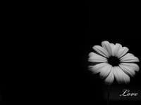 /album/wallpappers/wallpaper-black-love-by-fotojenny-jpg/